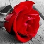 Gülşen Murat Yavuz